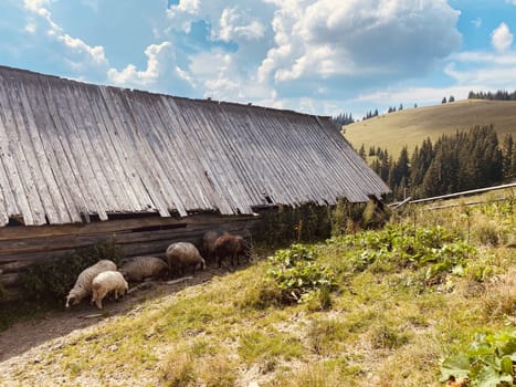 sheep on a farm eat grass outside on nature