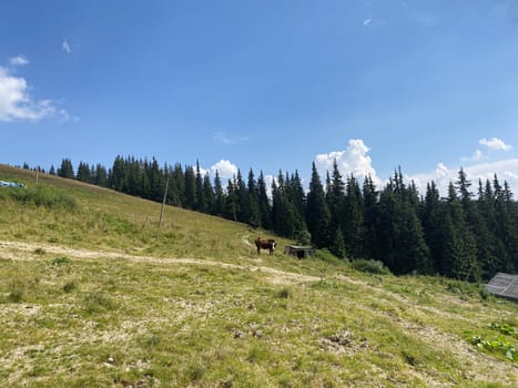 cows in the mountains on nature