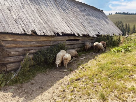 sheep on a farm eat grass outside on nature