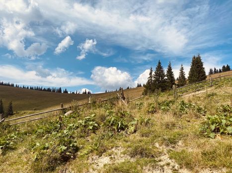 mountain landscape in the mountains in summer with sheep