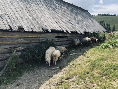 sheep on a farm eat grass outside on nature