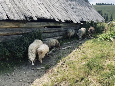 sheep on a farm eat grass outside on nature