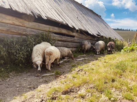 sheep on a farm eat grass outside on nature