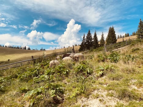 mountain landscape in the mountains in summer with sheep