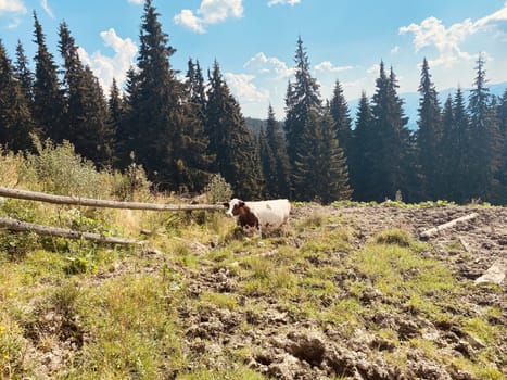 cows in the mountains on nature