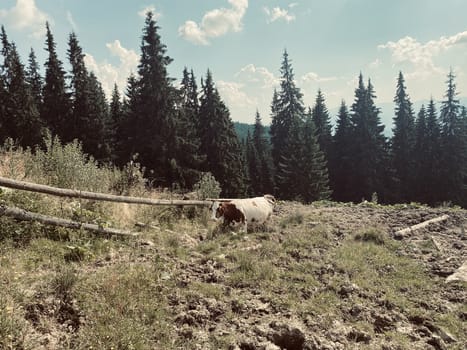 cows in the mountains on nature