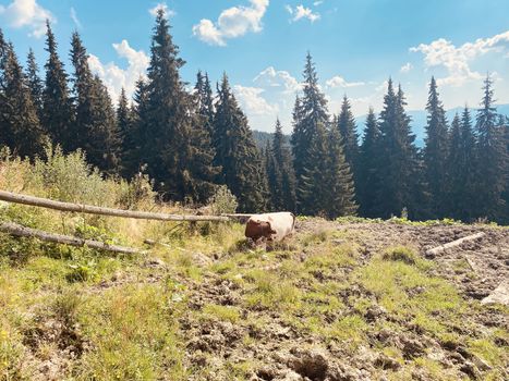 cows in the mountains on nature