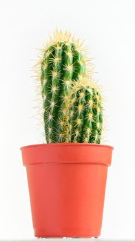 Potted plants. room flowers in a pot. cactus