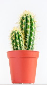 Potted plants. room flowers in a pot. cactus