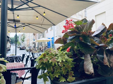 cafe on the terrace of hotel	with flowers