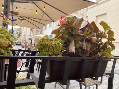 cafe on the terrace of hotel	with flowers