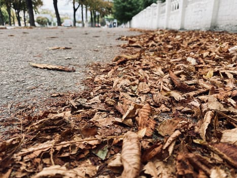 fallen autumn leaves on the ground
