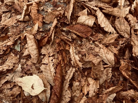 fallen autumn leaves on the ground