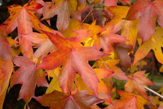 Trees in autumn colours on trees in the fall, red, gold, yellow leaves with beautiful sunlight. High quality photo