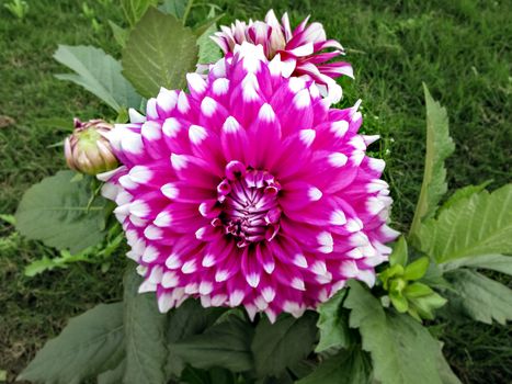 Selective focus, blur background, close up image of white tipped pink Dahlia flower in park with green background.