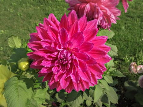 Selective focus, blur background, close up image of bright pink Dahlia flower in park with green background.