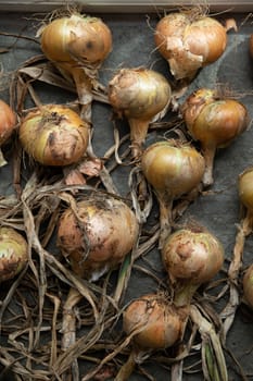 Onions harvested in autumn and laid out to dry, beautiful soft light against neutral floor in loose patterns. High quality photo
