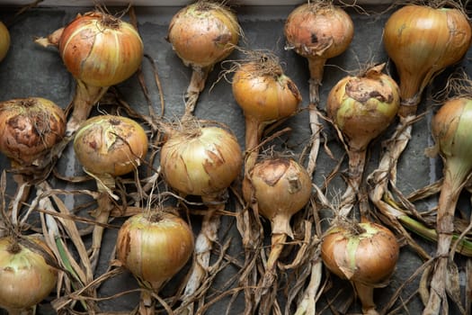 Onions harvested in autumn and laid out to dry, beautiful soft light against neutral floor in loose patterns. High quality photo