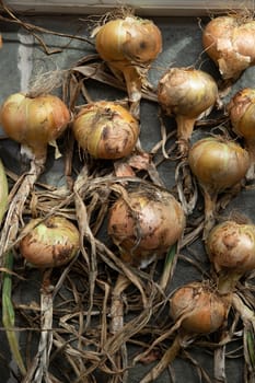 Onions harvested in autumn and laid out to dry, beautiful soft light against neutral floor in loose patterns. High quality photo