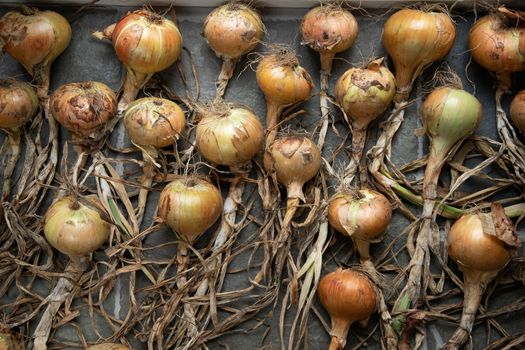 Onions harvested in autumn and laid out to dry, beautiful soft light against neutral floor in loose patterns. High quality photo