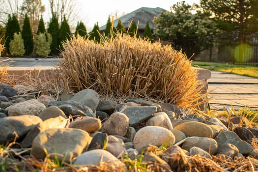 A Patch of Tall Yellow Grass Planted in Rocks in a Suburban Backyard