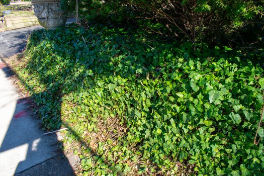 A Patch of Ivy Growing Next to the Sidewalk in a Suburban Area