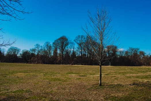 A Lone Tree in a Large Grass Field With a Group of Trees Behind It