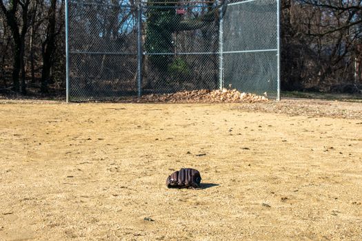 A Forgotten Baseball Glove on a Sand Baseball Field