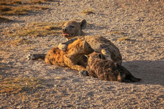 Spotted hyena (Crocuta crocuta) feeding her cubs lying on the ground. Amboseli national park, Kenya