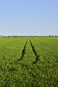 Marks on rice field and sunny day, green fields, bright blue