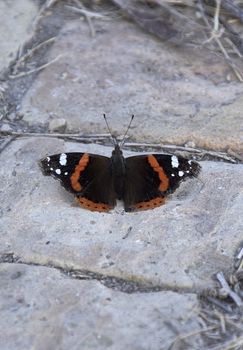 Butterfly of various colors on stone floor, black, orange, macro photography, details