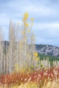 Autumn landscape of a field of poplars and red wicker with mountains in the background