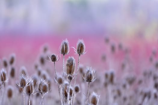 Landscape of a thistle field on blurred purple background