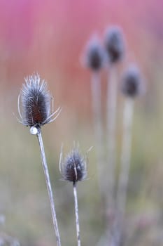 Detail of a thistle field on a red and green blurred background