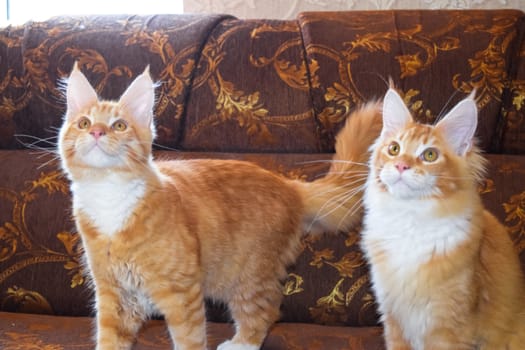 Breeding of purebred cats at home. Mainecoon cat, Giant maine coon cat.