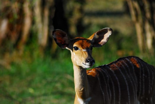 A single african antilope looking at the camera
