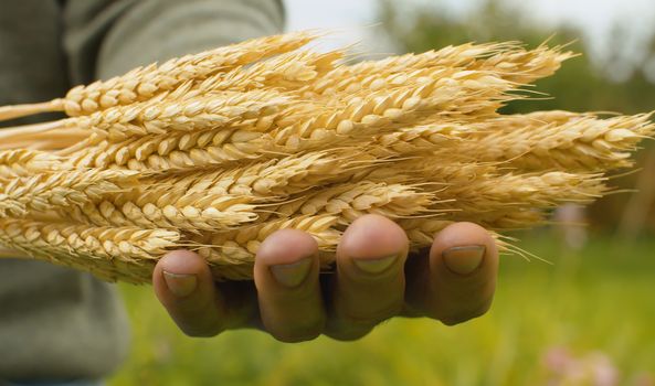 Farmer with a sheaf of rye in his hands. Close up male hands and ripe raw cereals oudoors