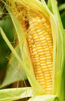 Corn in the garden. Ear of corn