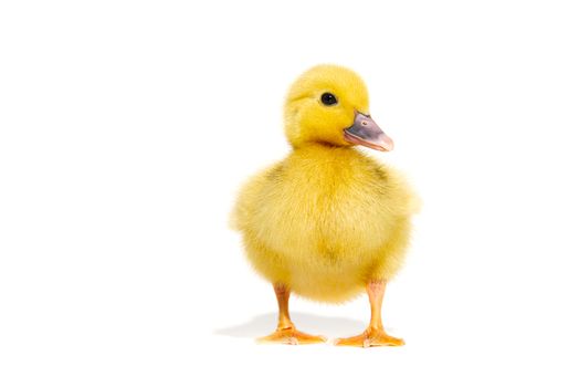 NewBorn little Cute yellow duckling isolated on white