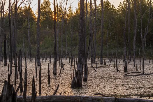 morning in summer swamp with vertical dry gray straight tree trunks.