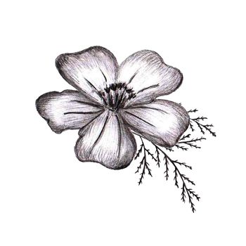 Black and White Hand-Drawn Isolated Flower. Monochrome Botanical Plant Illustration in Sketch Style. Thin-leaved Marigolds for Print, Tattoo, Design, Holiday, Wedding and Birthday Card.