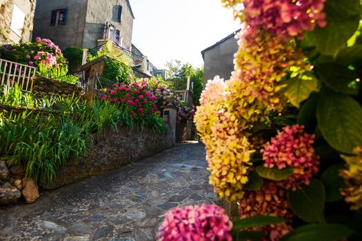 narrow alley with cobblestones and flowers in  a village on the isle of Corsica in France during summertime with a nice backlit sunlight on the walls.