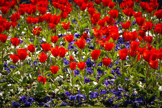 Close-up and selective focus shot of Tulip flower bed. Beauty in nature