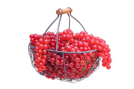 Red currant in a metal basket, isolated on white background.