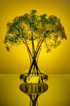 Fresh, ripe dill in a decanter with water on a yellow background.