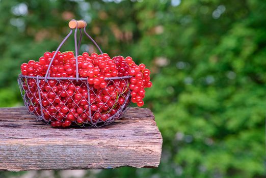 Red currant in a metal basket, backside background of green leaves.