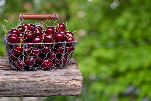 Fresh cherry fruit in a metal basket, backside background of green leaves.