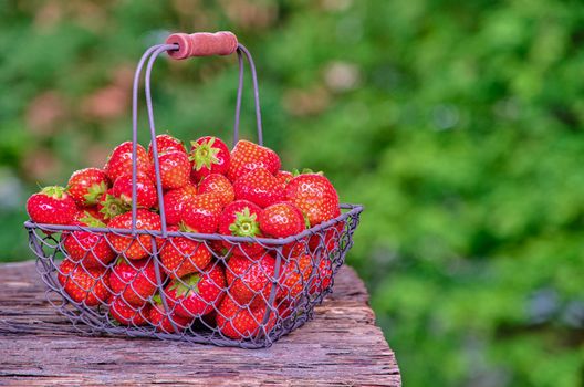 Strawberry with strawberry leaf in a metal basket, backside background of green leaves