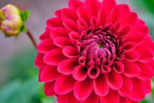 Red dahlia petals macro, floral abstract background. Close up of flower dahlia for background, Soft focus.