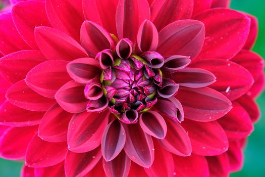 Red dahlia petals macro, floral abstract background. Close up of flower dahlia for background, Soft focus.